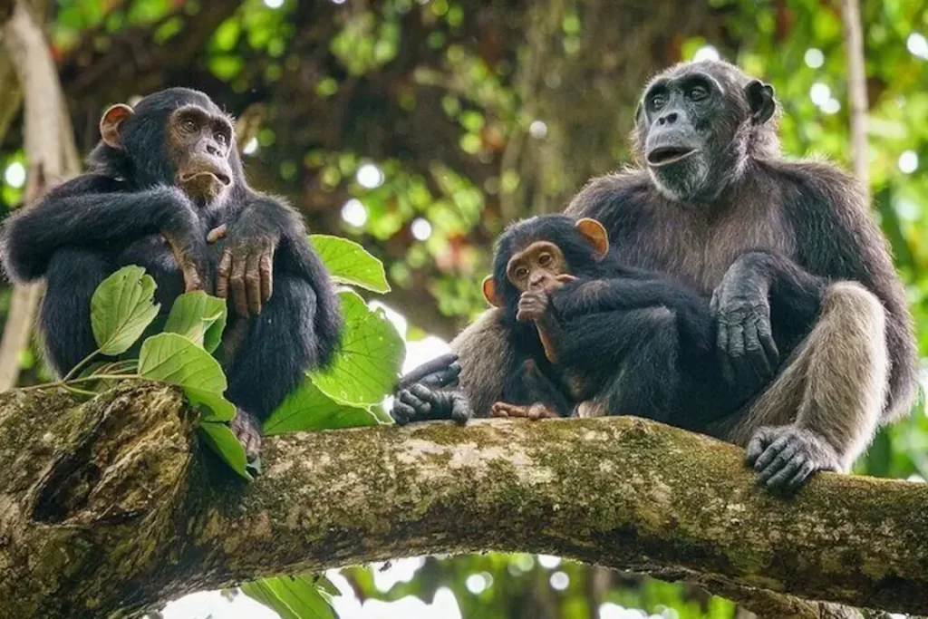 Chimpanzee in Gombe or Mahale