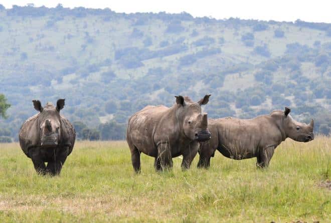 Akagera National Park