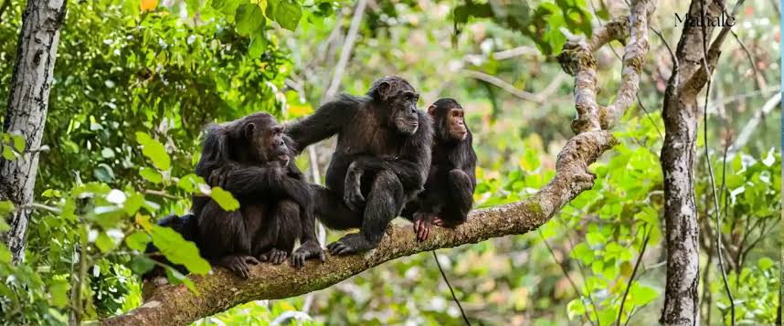Bwindi Impenetrable National Park