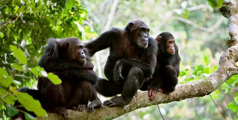 Gombe National Park