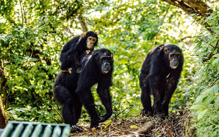 Gombe National Park