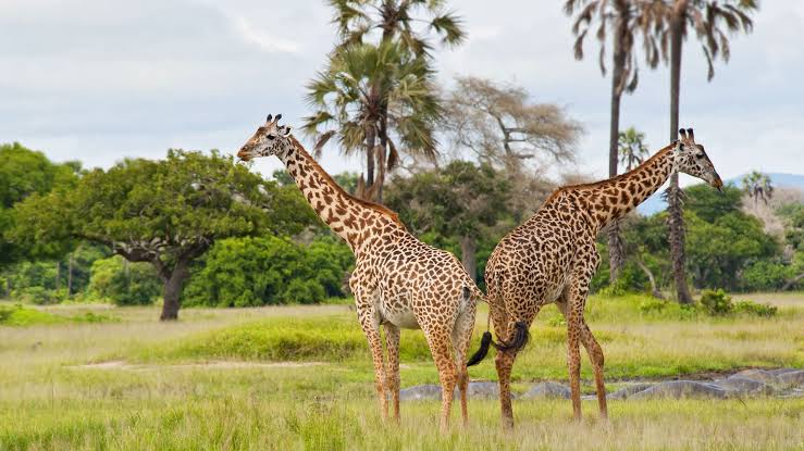 Kitulo National Park