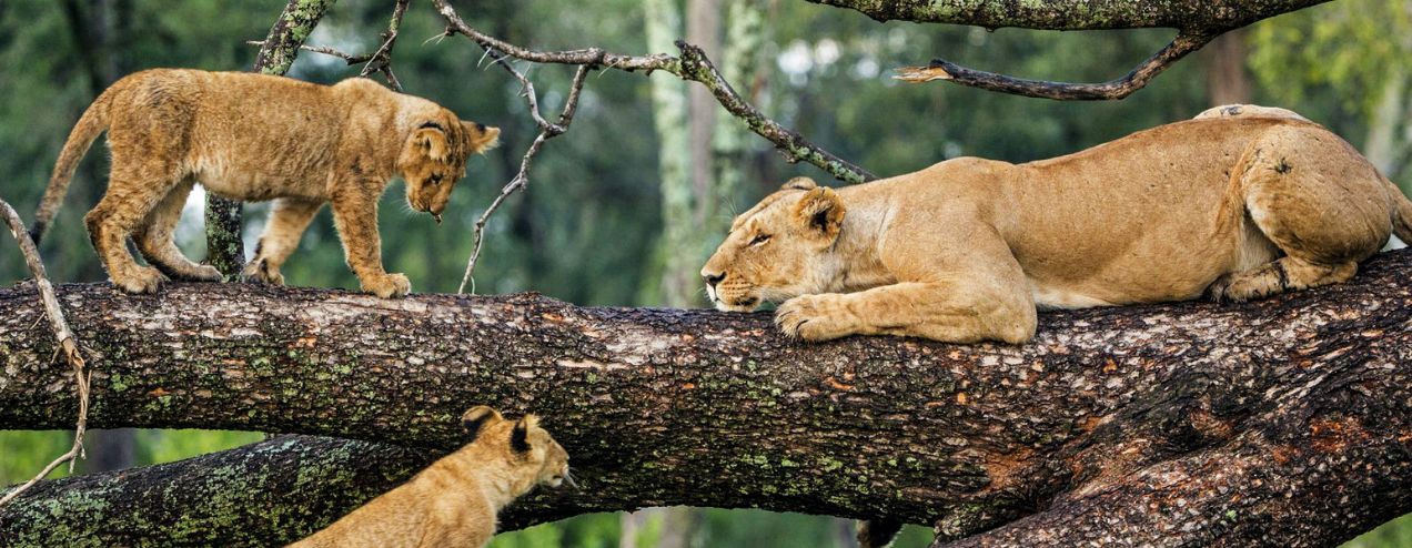 Lake Manyara National Park