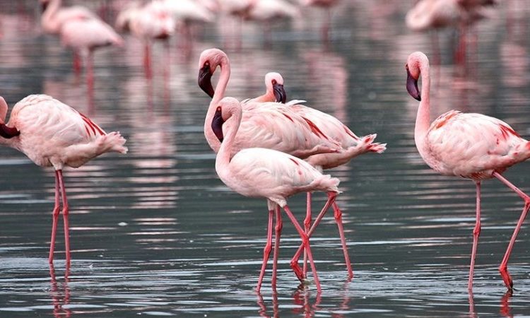 Lake Nakuru National Park