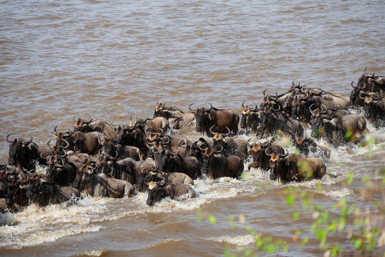 Maasai Mara National Reserve