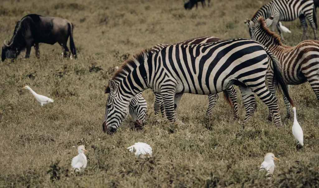 Maasai Mara National Reserve
