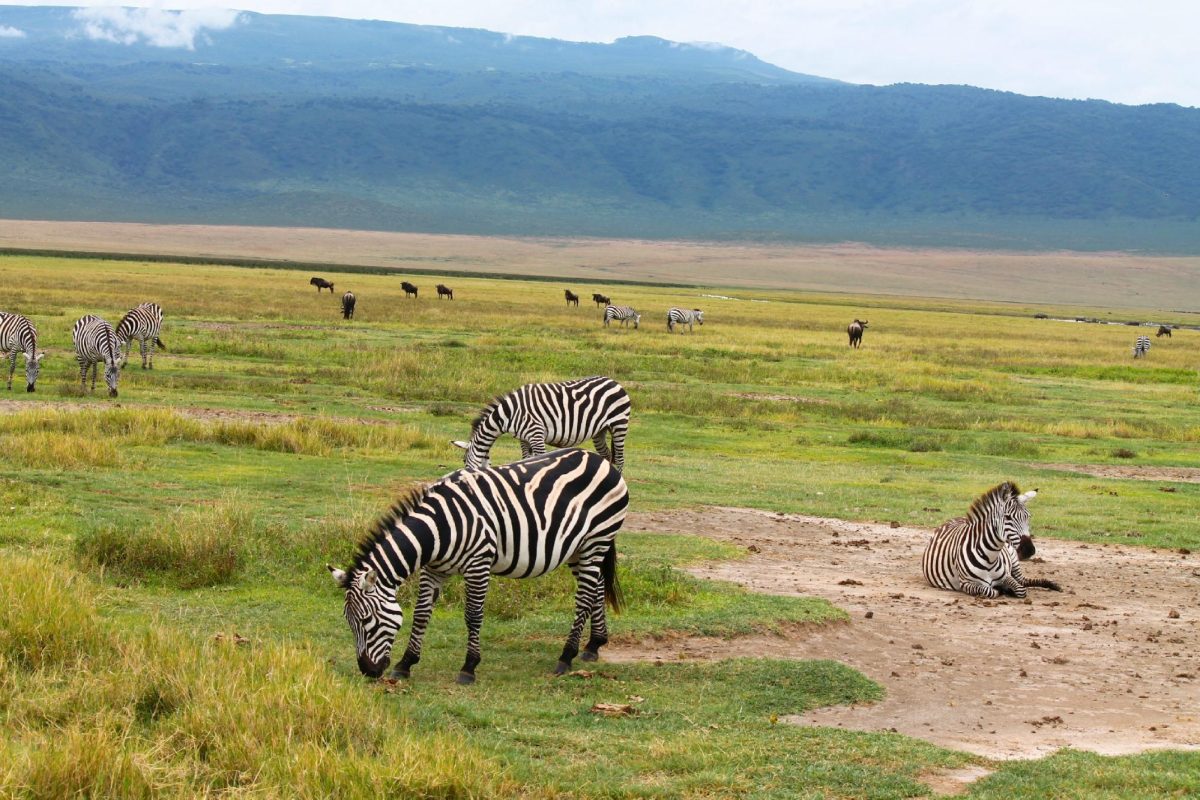 Mikumi National Park