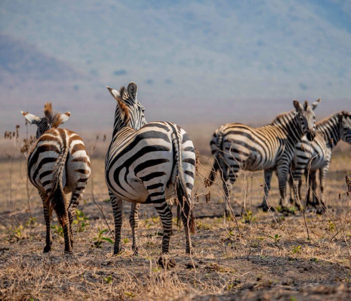 Mkomazi National Park