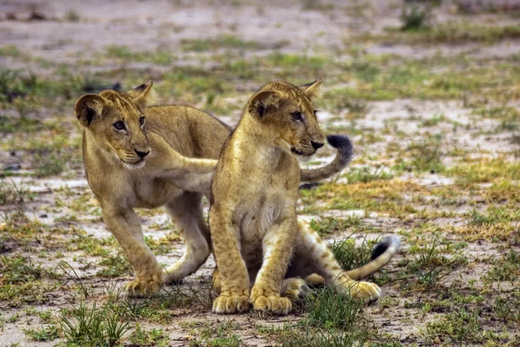 Nyerere National Park