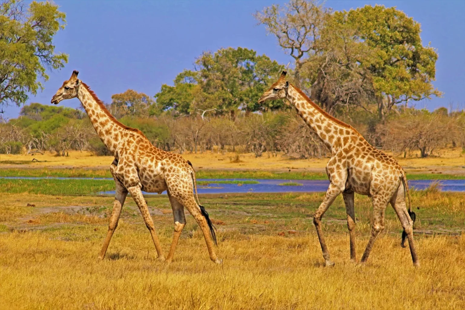 Nyerere National Park