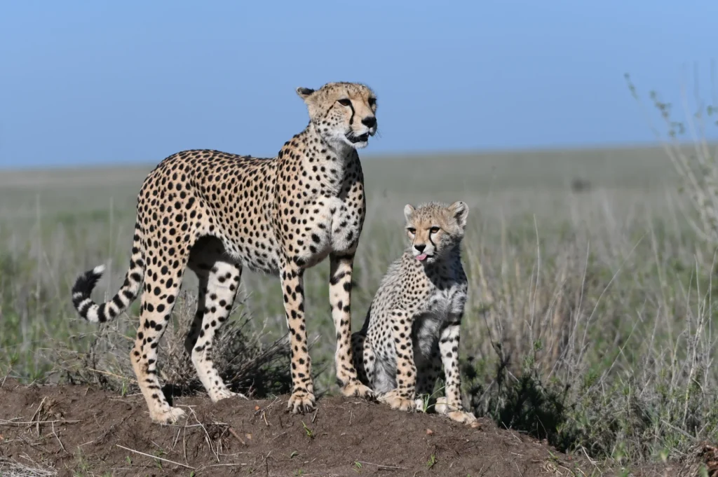 Ruaha National Park