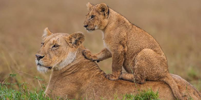 Ruaha National Park