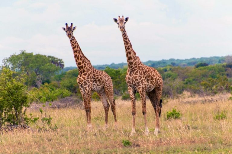 Saadani National Park