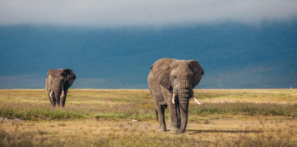 Tarangire National Park