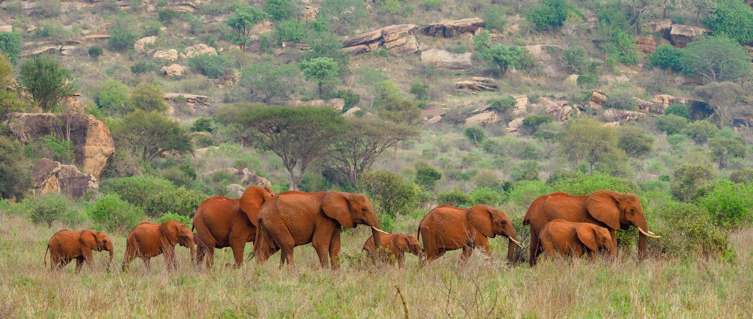 Tsavo National Park