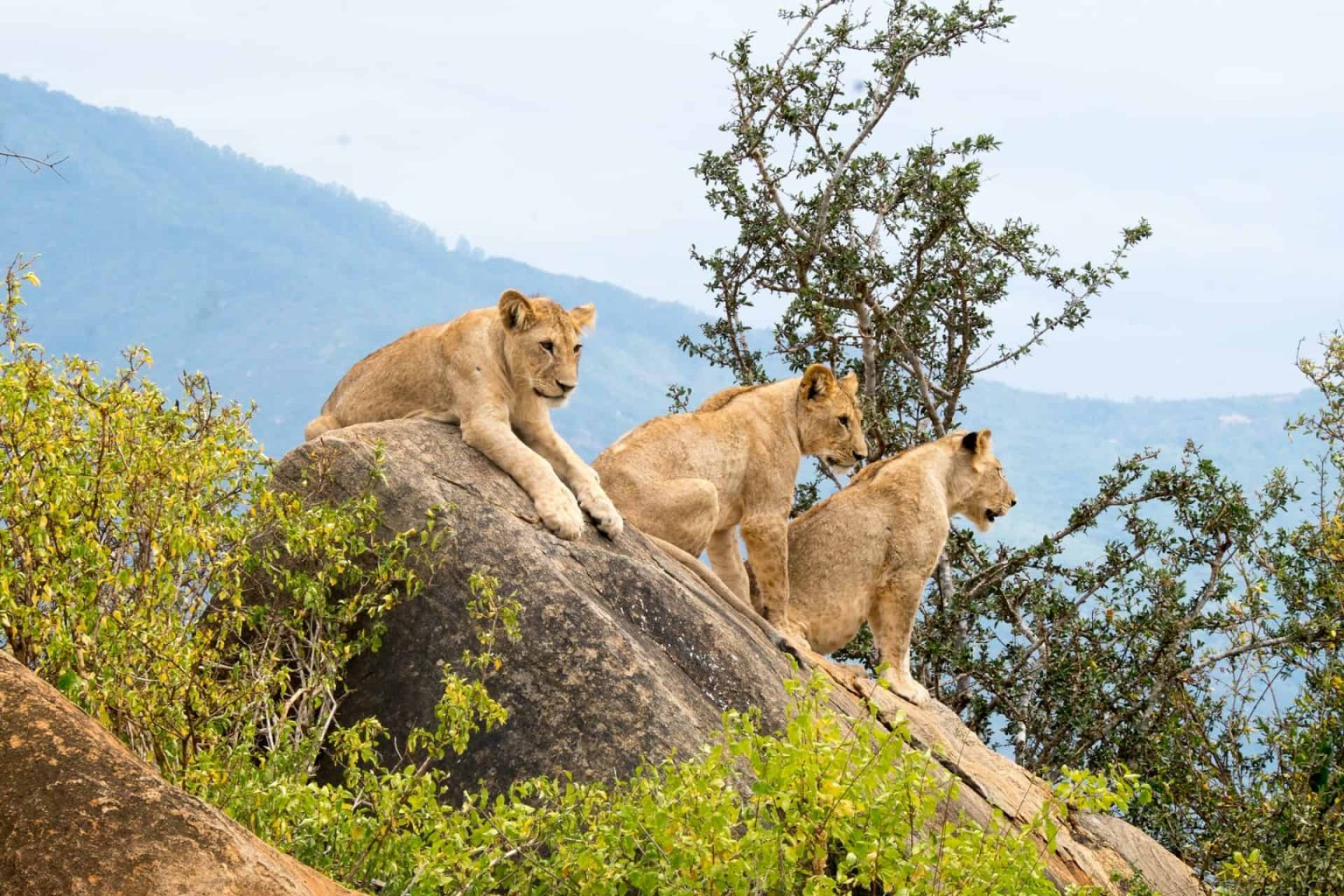 Tsavo National Park