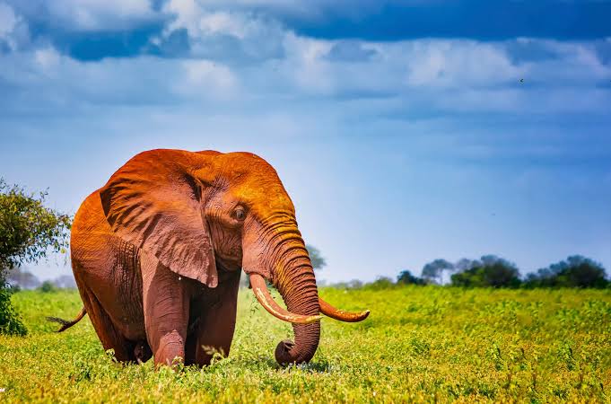 Tsavo National Park
