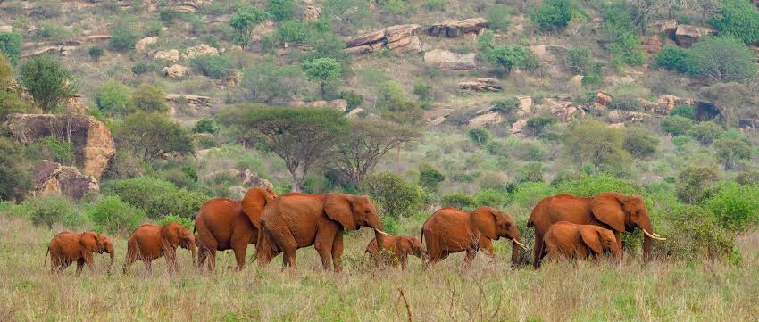 Tsavo National Park