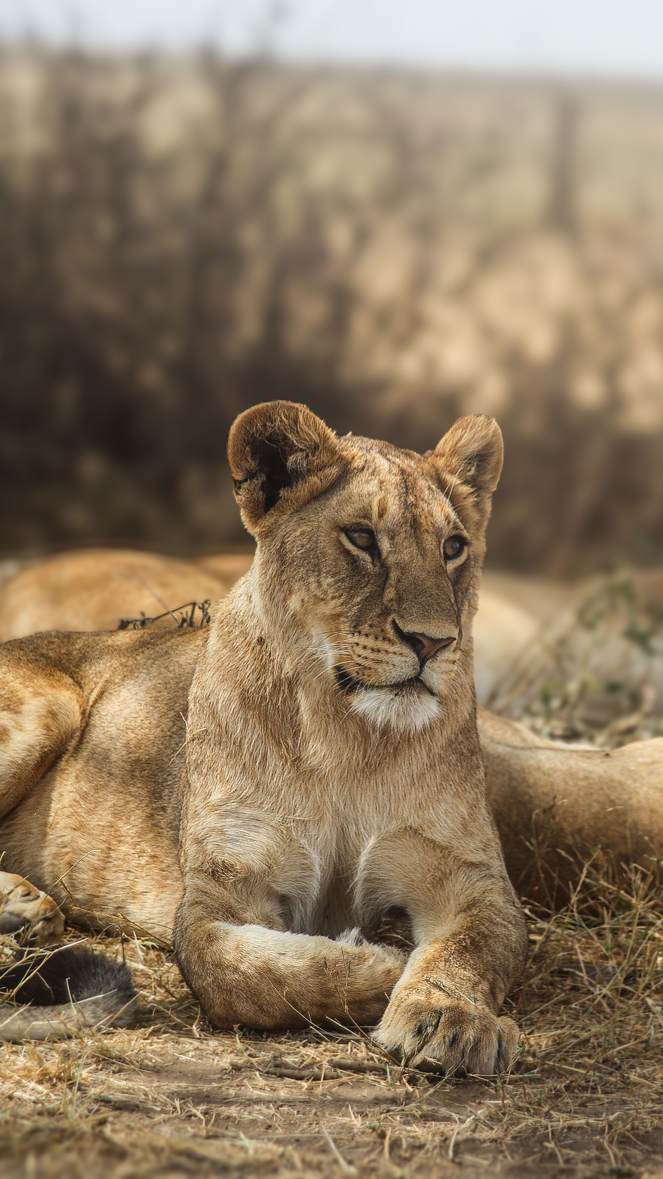 Family on safari in Tanzania