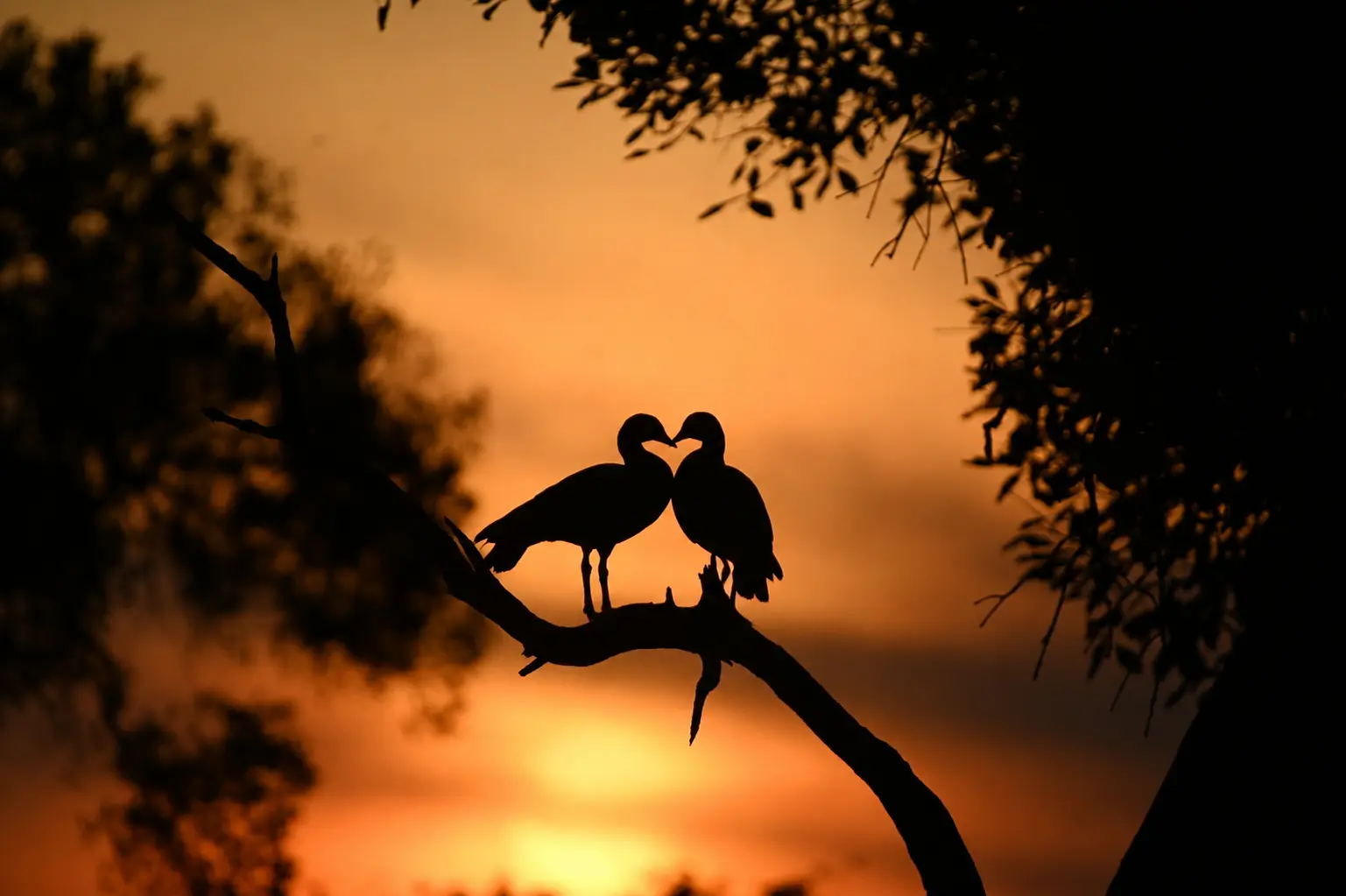 Couple enjoying a honeymoon safari