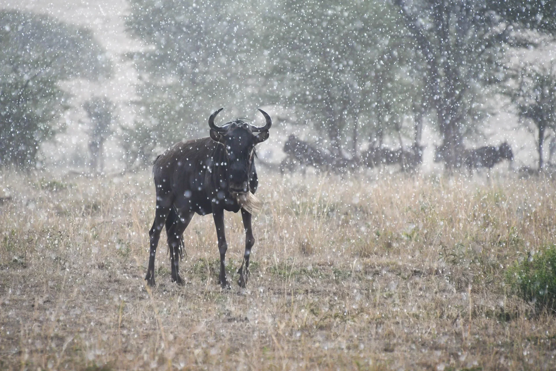 Wildebeest herds crossing during the Great Migration