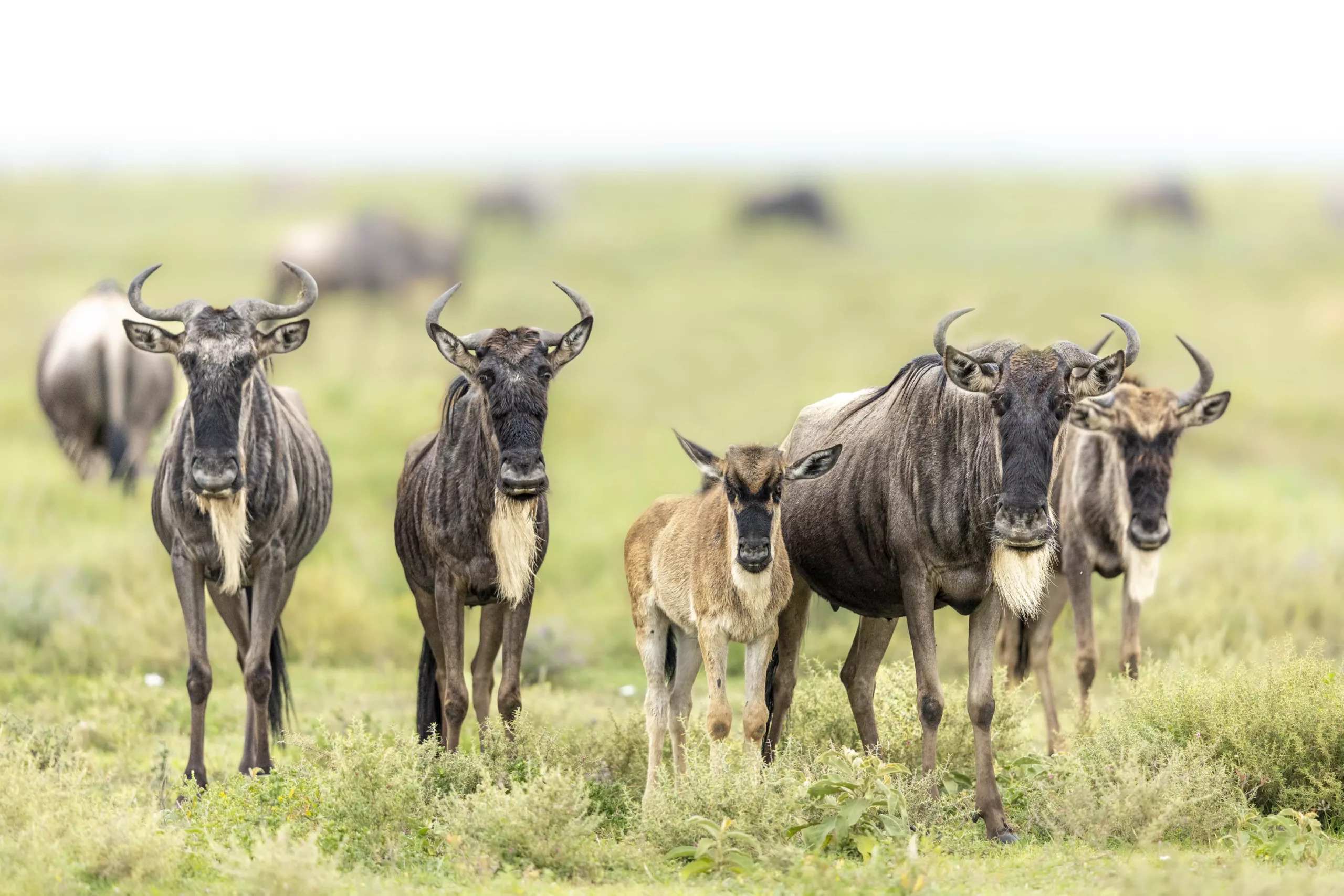 Serengeti wildlife photography